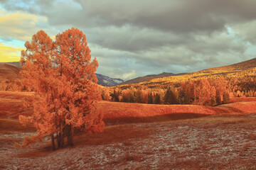 鲜花手抄报资料