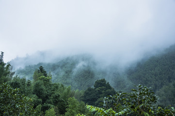 鲜花手抄报资料